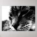 Pesquisar por imagem do gato preto artes pôsteres Animais