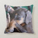 Pesquisar por filhote cachorro pinscher doberman Bonito