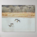 Pesquisar por patos selvagens pôsteres Mallard