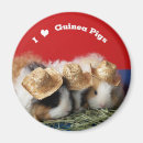 Pesquisar por cavy bonito Cavies