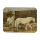 Pesquisar por ciganos imas Cavalos