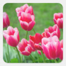 Pesquisar por tulip adesivos Para eles