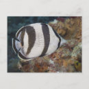 Pesquisar por borboleta tropical cartoes postais Dia