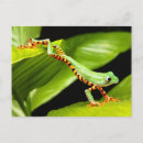 Pesquisar por sapo de salto cartoes postais Animal