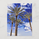 Pesquisar por árvores altas cartoes postais Palmeiras