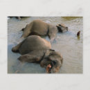 Pesquisar por elefante bonito cartoes postais África
