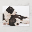 Pesquisar por grande porte postal Animal