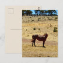 Pesquisar por animais bonitos cartoes postais Cavalo