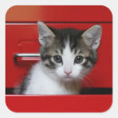 Pesquisar por gato doméstico adesivos Um animal