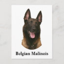Pesquisar por malinois cartoes postais Bélgica