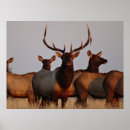 Pesquisar por alce pôsteres Cervus canadensis