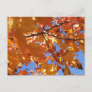 Pesquisar por ramos folha cartoes postais Outono