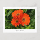 Pesquisar por gerbera cartoes postais Laranja