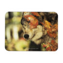Pesquisar por canil cartoes Canino