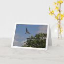 Pesquisar por andorinhas cartoes Aves