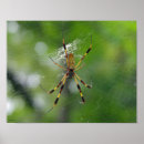 Pesquisar por aranha preta pôsteres Fotografia