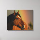 Pesquisar por cavalo selvagem impressão de canvas Garanhão
