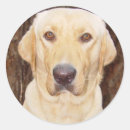 Pesquisar por considerável adesivos Labrador retriever