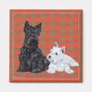 Pesquisar por terrier do westie imas Cães