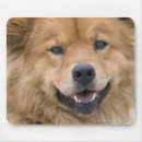 Pesquisar por mistura do cão Animais domésticos
