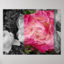 Pesquisar por flores cor rosa pósteres pôsteres Qualquer pessoa