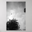 Pesquisar por preto e branco da gaivota artes pôsteres Céu