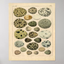 Pesquisar por gravuras pôsteres Pássaro