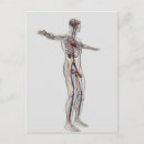 Pesquisar por sistema reprodutivo cartoes postais Anatomia