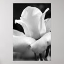 Pesquisar por aumentou pósteres pôsteres Flor