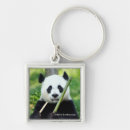 Pesquisar por pandas chaveiros fotos da panda