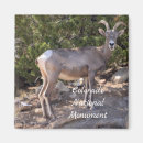 Pesquisar por corno imas Animal