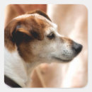 Pesquisar por jack russell adesivos Animais de companhia