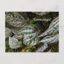 Pesquisar por pimenta cartoes postais Planta