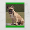 Pesquisar por bulldog francês cartoes Cachorrinho