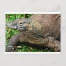 Pesquisar por dragao komodo cartoes postais Dragão