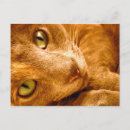 Pesquisar por gato olhos verdes cartoes postais Cinza