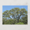 Pesquisar por arrependimento cartoes postais Animal