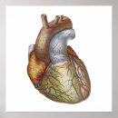 Pesquisar por anatomia coração pósteres pôsteres Vintage