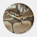 Pesquisar por serpente imas Cobra