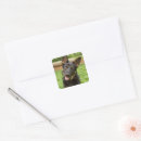 Pesquisar por german shepherd adesivos Cachorro