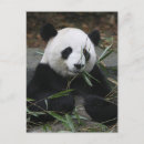 Pesquisar por china panda cartoes postais Chengdu