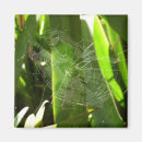 Pesquisar por web imas Teia aranha