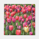 Pesquisar por cor de rosa da tulipa imas Floral