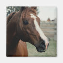 Pesquisar por cavalo árabe imas Cavalos