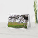 Pesquisar por flores de cerejeira cartoes Fotografia