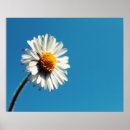 Pesquisar por céu azul pôsteres Flor