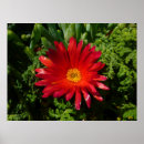 Pesquisar por tapete vermelho pôsteres Fotografia da natureza