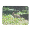 Pesquisar por coelhinhos da pascoa cartoes Natureza