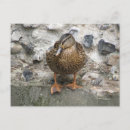 Pesquisar por patos engraçados cartoes postais Fofo