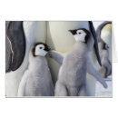 Pesquisar por pinguins bonitos cartoes postais Humor